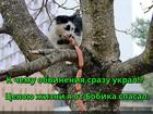 https://lolkot.ru/2017/02/06/missiya-othvachennyye-sosiski/