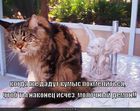 https://lolkot.ru/2011/04/09/molochnyy-demon/