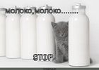 https://lolkot.ru/2011/12/05/moloko-moloko/