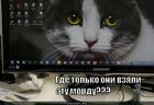 https://lolkot.ru/2014/07/05/morda-2/
