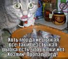https://lolkot.ru/2013/08/26/morda-ne-ryzhaya/