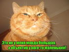 https://lolkot.ru/2016/12/05/mordovorot-2/