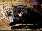 https://lolkot.ru/2012/08/07/mordu-nakrasila/