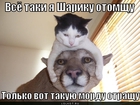 https://lolkot.ru/2011/12/19/mordu-otraschu/