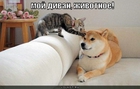 https://lolkot.ru/2011/05/30/moy-divan/