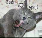 https://lolkot.ru/2012/11/02/moy-do-dyr/