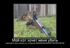 https://lolkot.ru/2011/09/08/moy-kot-hochet-menya-ubit/