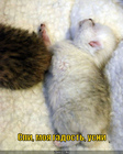 https://lolkot.ru/2011/03/22/moya-gadost/