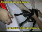 https://lolkot.ru/2010/09/30/moyem-kota/