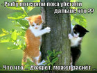 https://lolkot.ru/2012/02/17/mozhet-zasnyot/
