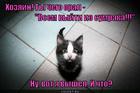 https://lolkot.ru/2015/10/10/mrachnyy-kote/