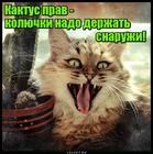https://lolkot.ru/2016/06/10/mudrost-kaktusa/