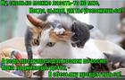 https://lolkot.ru/2015/06/26/mudryy-sovet-2/