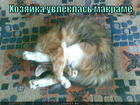 https://lolkot.ru/2014/11/27/murkrame/