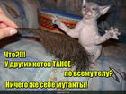 https://lolkot.ru/2016/03/25/mutanto-mohnato/