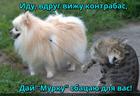 https://lolkot.ru/2016/04/05/muzykant-odnoy-struny/