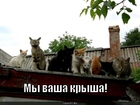 https://lolkot.ru/2011/07/29/my-vasha-krysha/