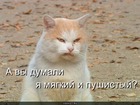 https://lolkot.ru/2010/08/05/myagkiy-i-pushistyy/