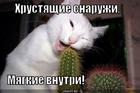 https://lolkot.ru/2010/12/25/myagkiye-vnutri/