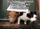 https://lolkot.ru/2010/09/15/myasa-net/