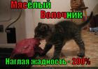 https://lolkot.ru/2013/11/06/myasyolyy-volochnik/