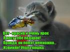 https://lolkot.ru/2016/04/10/myatost-v-radost/
