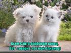 https://lolkot.ru/2017/02/06/mylnaya-opera/