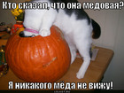 https://lolkot.ru/2011/10/20/myoda-ne-vizhu/
