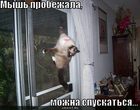 https://lolkot.ru/2010/09/20/mysh-probezhala-2/
