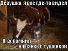 https://lolkot.ru/2012/03/26/na-banke-s-tushenkoy/