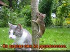 https://lolkot.ru/2010/10/01/na-dereve/