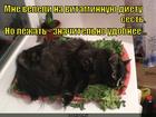 https://lolkot.ru/2015/07/04/na-diyete-6/