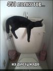 https://lolkot.ru/2011/05/24/na-diyetu-nado/