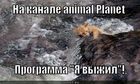 https://lolkot.ru/2012/01/06/na-kanale-animal-planet/