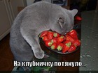 https://lolkot.ru/2011/11/09/na-klubnichku-potyanulo/
