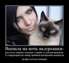 https://lolkot.ru/2012/07/11/na-noch-valeryanki/