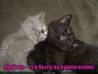 https://lolkot.ru/2011/11/09/na-odnoy-volne/