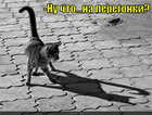 https://lolkot.ru/2010/10/06/na-peregonki/