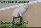 https://lolkot.ru/2015/04/10/na-postu/