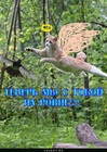 https://lolkot.ru/2011/06/19/na-rovne/
