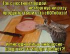 https://lolkot.ru/2014/01/30/naglost-vtoroye-schaste/