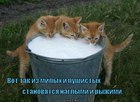 https://lolkot.ru/2012/02/20/naglyye-i-ryzhiye/