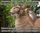 https://lolkot.ru/2013/04/25/naivnyy-mysheyedovoy/