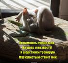 https://lolkot.ru/2016/08/03/nakachannyy-meh/