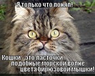 https://lolkot.ru/2011/03/26/nakonets-to-ponyal/