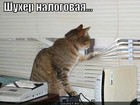 https://lolkot.ru/2011/01/26/nalogovaya-2/