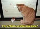 https://lolkot.ru/2016/03/21/nashalivshiy-homyachishka/