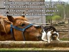 https://lolkot.ru/2010/12/21/nashyol-ya-loshadku/