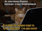 https://lolkot.ru/2014/03/16/nastoyaschaya-koshka/