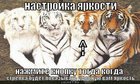 https://lolkot.ru/2011/03/13/nastroyka-yarkosti/